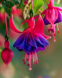 Pink Violet Fuchsia Flower Seeds For Planting - Grow Vibrant Blooms