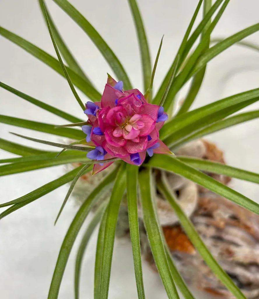 Planting Seeds For Pink Green Airplants - Vibrant & Unique