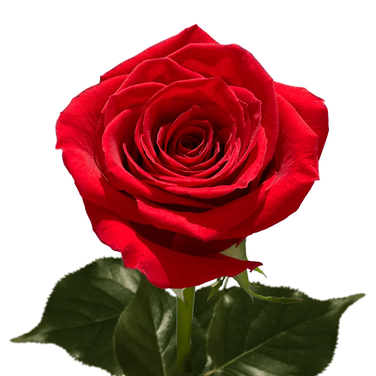 Classic Red Rose Flower Seeds for Planting: Create a Romantic Garden