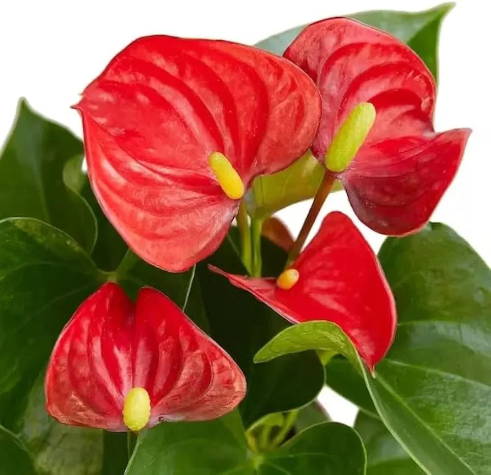 Elevate Your Space With Red Mixed Anthurium Flower Seeds For Planting