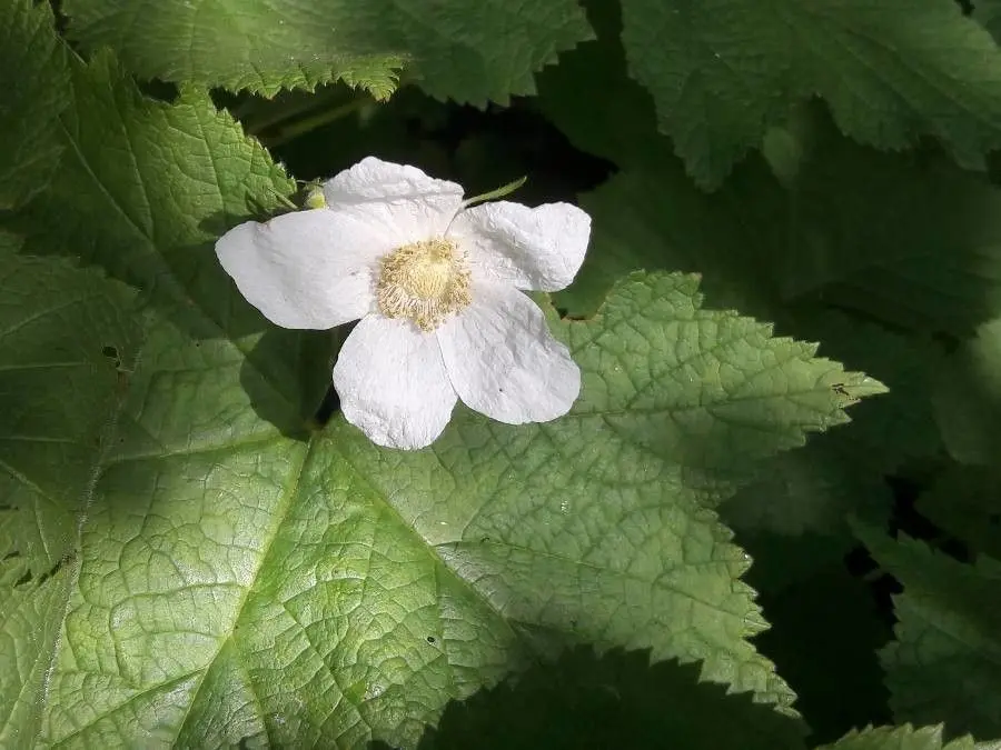 Rubus Parviflorus Planting Flower Seeds For Delicious Edible Berries