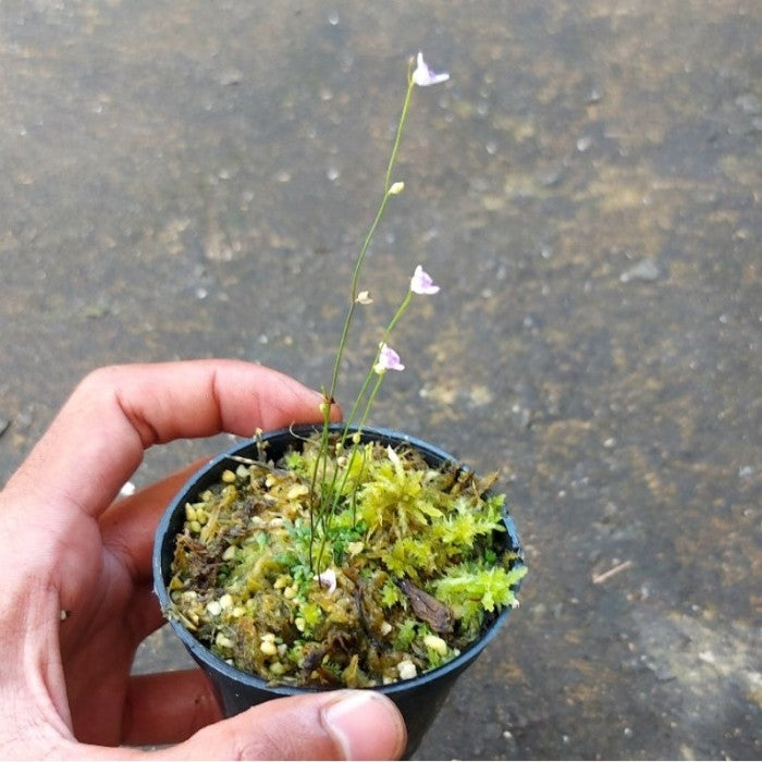 Utricularia Arenaria Plant Seeds For Unique And Exotic Gardening - Seed Adding Rare Beauty To Your