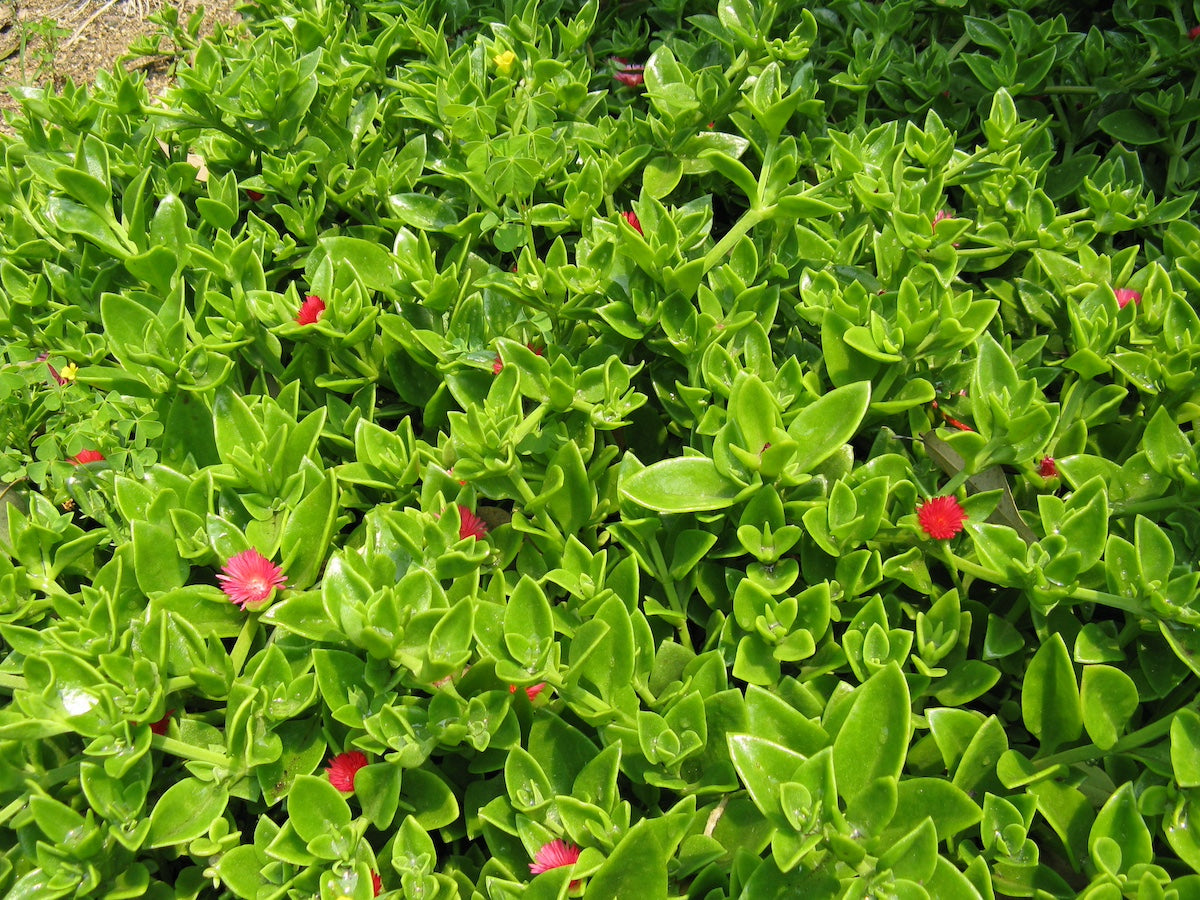 Planting Ground For Aptenia Cordifolia Flower Seeds