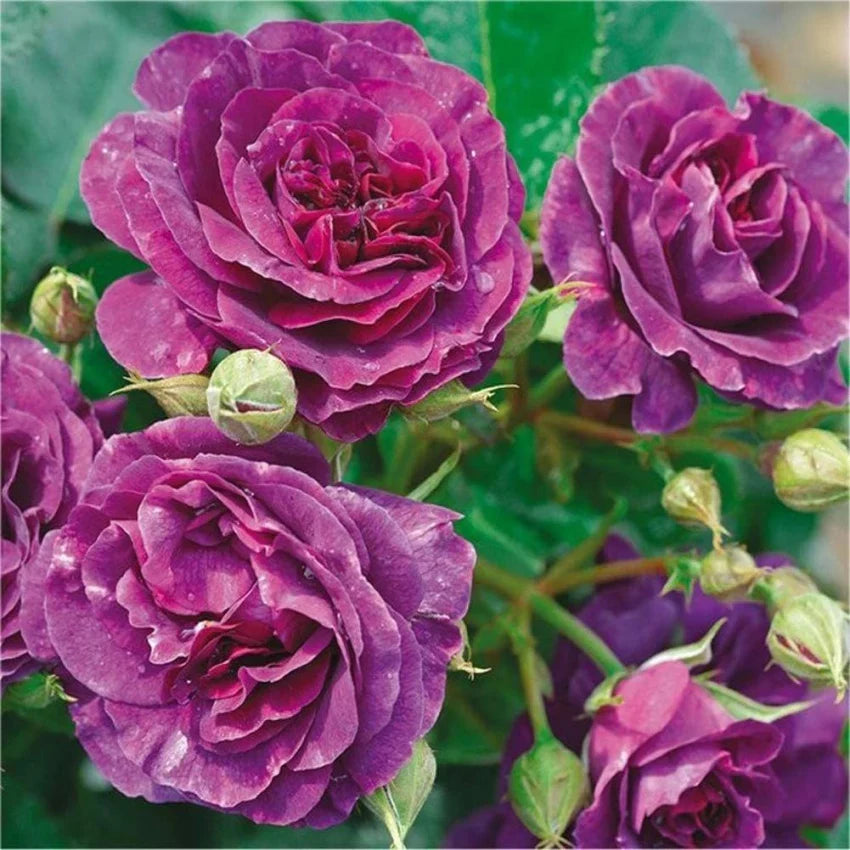 Biosnyg Purple Rose or Rosa Rugosa Thunb Flower seeds for Planting - Easy to Grow, Heirloom & GMO Free Seeds for Home Garden
 
 Sale seeds for home garden