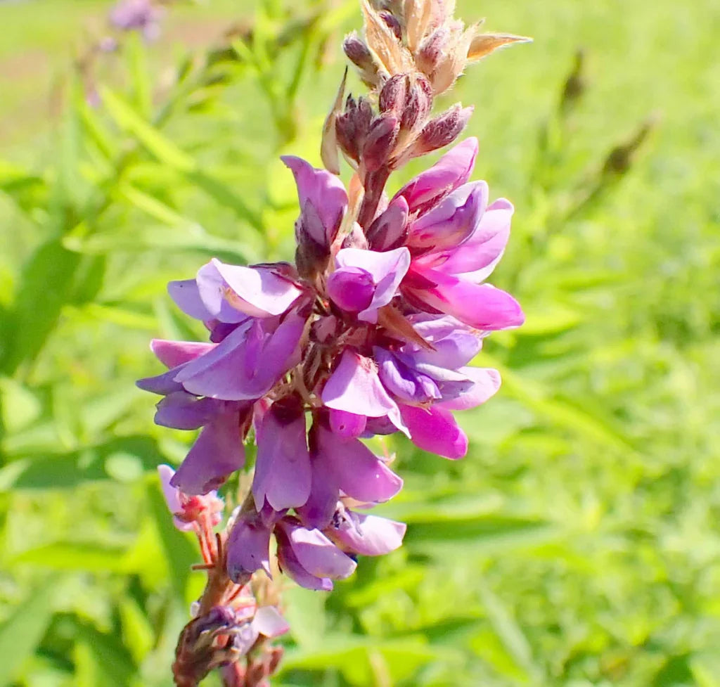 Showy (Showy Tick) seeds for planting in home garden