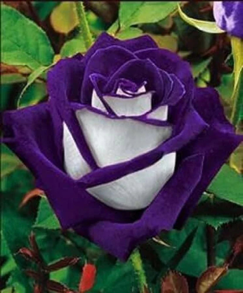 Rose Flower Seed White Purple