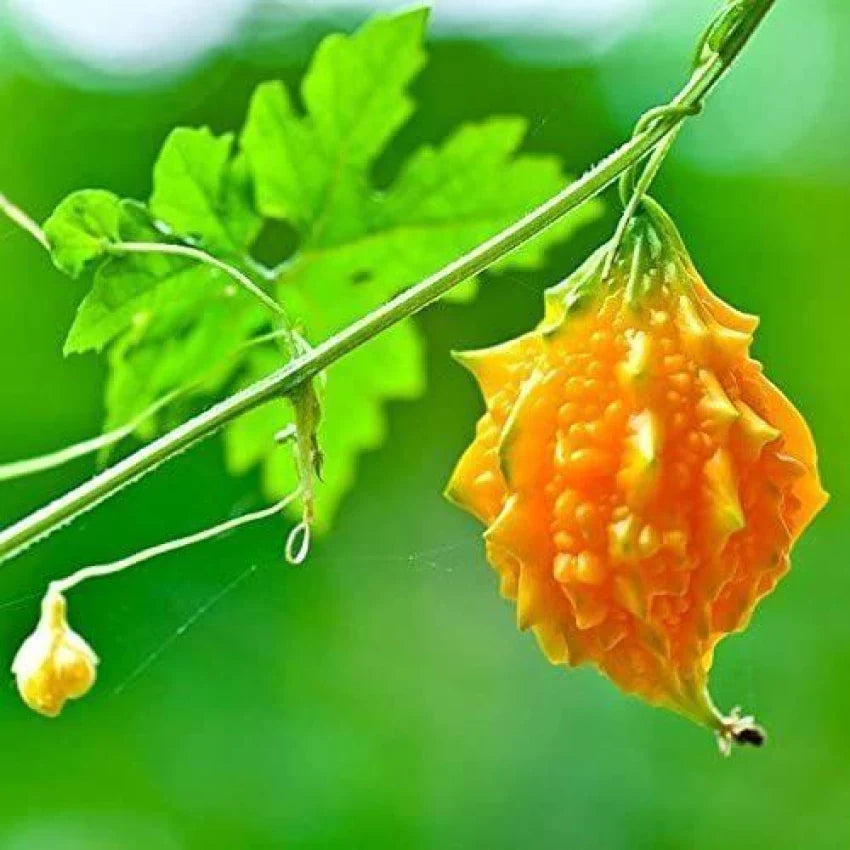 Yellow Bittergourd Vegetable Seeds Planting