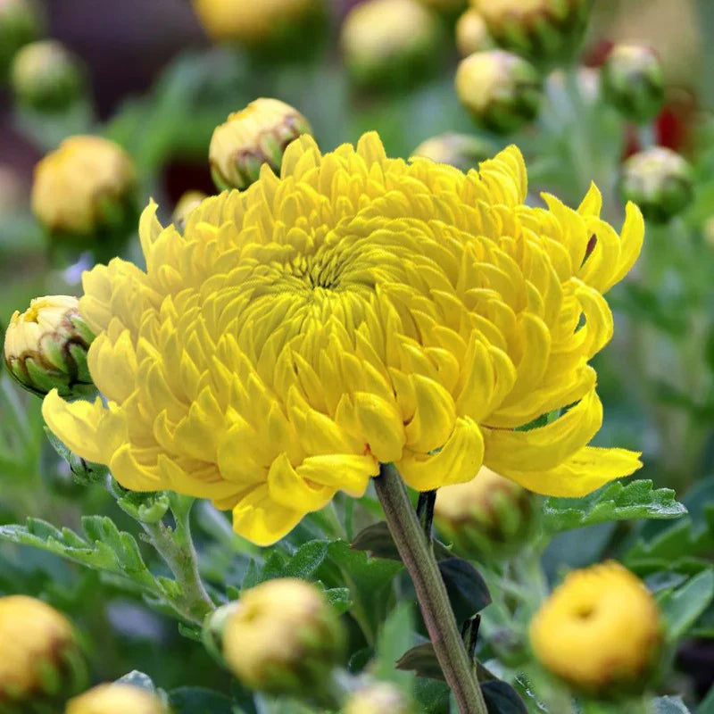 Aster Seeds - Light Yellow Blooms For Your Garden Flower