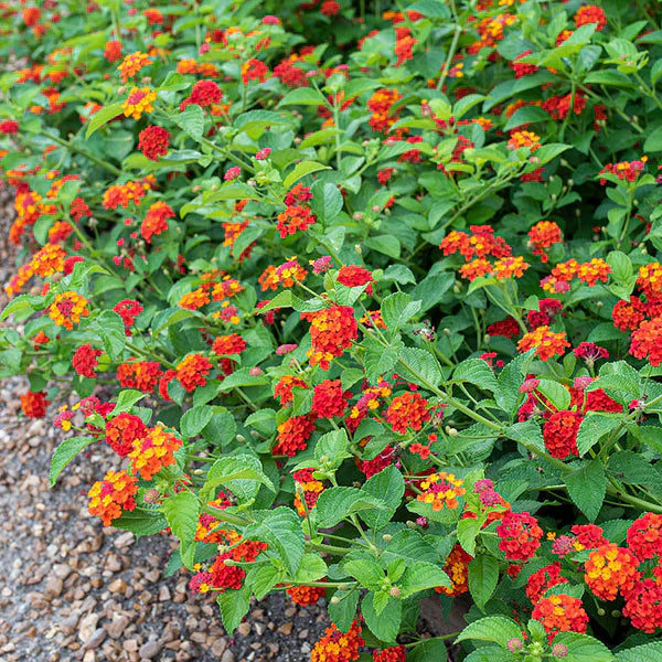 Lantana (Lantana Flower) seeds for planting in home garden