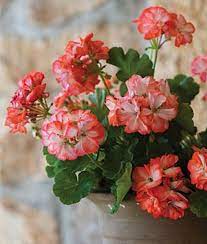 Geranium Red White Seeds For Planting - Brighten Your Garden