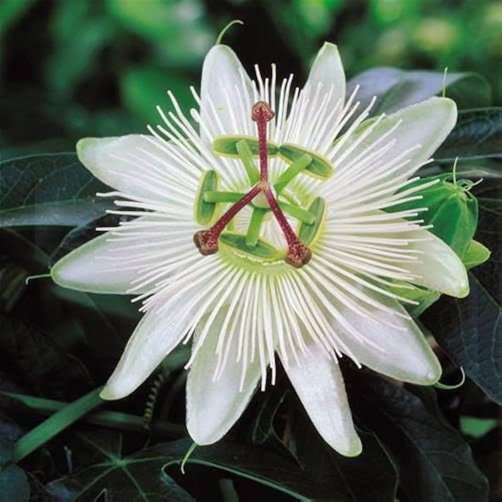 White Passiflora Flower seeds for Planting - Hardy Variety, Heirloom & GMO Free Seeds for Home Garden
 
 Sale for planting in home garden.