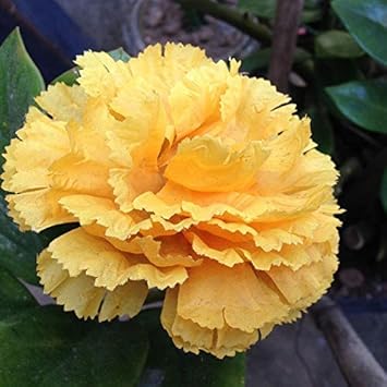 Yellow Dianthus Flower seeds for Planting - Wildflower Mix, Heirloom & GMO Free Seeds for Home Garden
 
 Sale seeds for planting in home garden