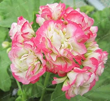 Geranium Apple Blossom Pink & White Seeds For Planting