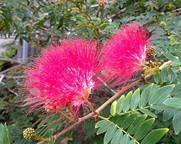 Light Red Antirrhinum Flower Seeds for Planting Cut Flower Favorite Heirloom & GMO Free Seeds for Home Garden
 
 Sale for planting in home garden
