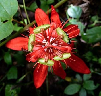 Red Passiflora Flower seeds for Planting - Long Bloom Season, Heirloom & GMO Free Seeds for Home Garden
 
 Sale for planting in home garden