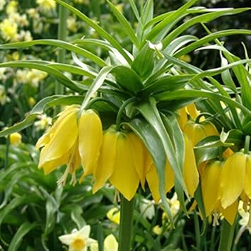 Yellow Imperial Crown Fritillaria Flower seeds for Planting - Premium Quality, Heirloom & GMO Free Seeds for Home Garden
 
 Sale seeds for home garden
