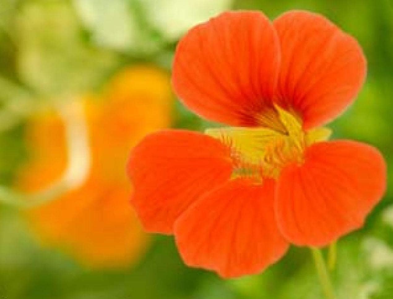 Plant Dark Orange Nasturtium Flower Seeds For A Colorful Garden