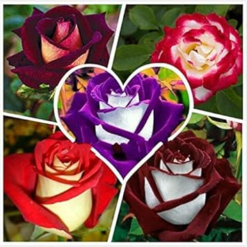 Mixed Colour Aquilegia Flower Seeds for Planting Bright Blooms Heirloom & GMO Free Seeds for Home Garden
 
 Sale for planting in home garden