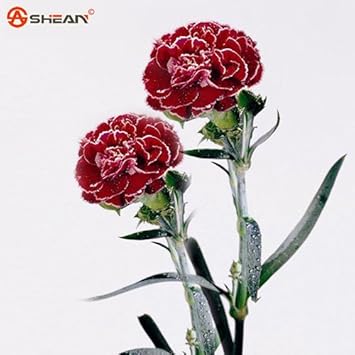 Rose Pink Gypsophila Paniculata Flower Seeds for Planting Drought Tolerant Heirloom & GMO Free Seeds for Home Garden
 
 Sale for planting in home garden