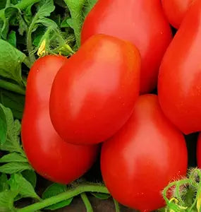 Roma VF Tomato seeds for heirloom tomatoes