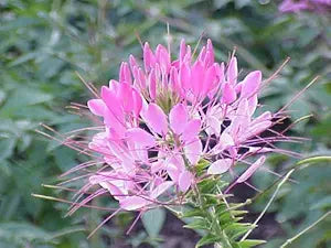 Giant Rose Queen Cleome seeds for large blooms