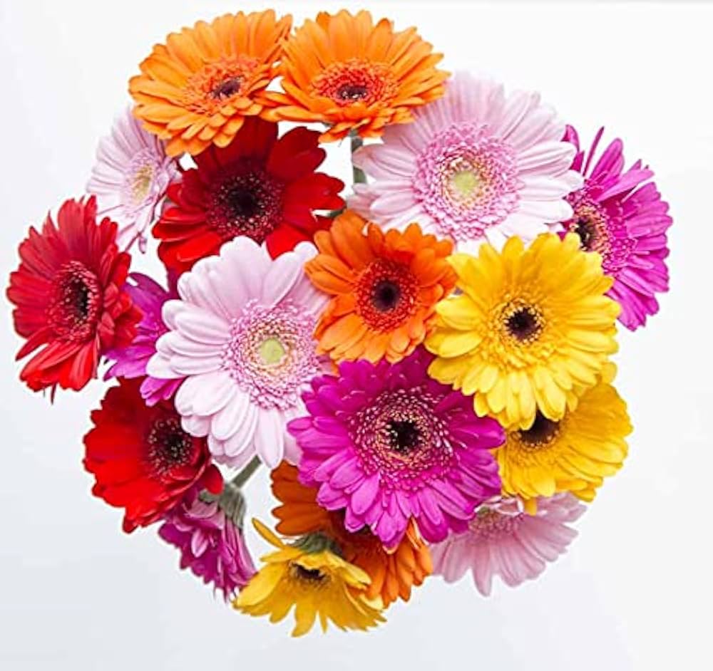 Gerbera & Chrysanthemum Mix Gerbera spp. & Chrysanthemum spp. Seeds for planting in flower bed
