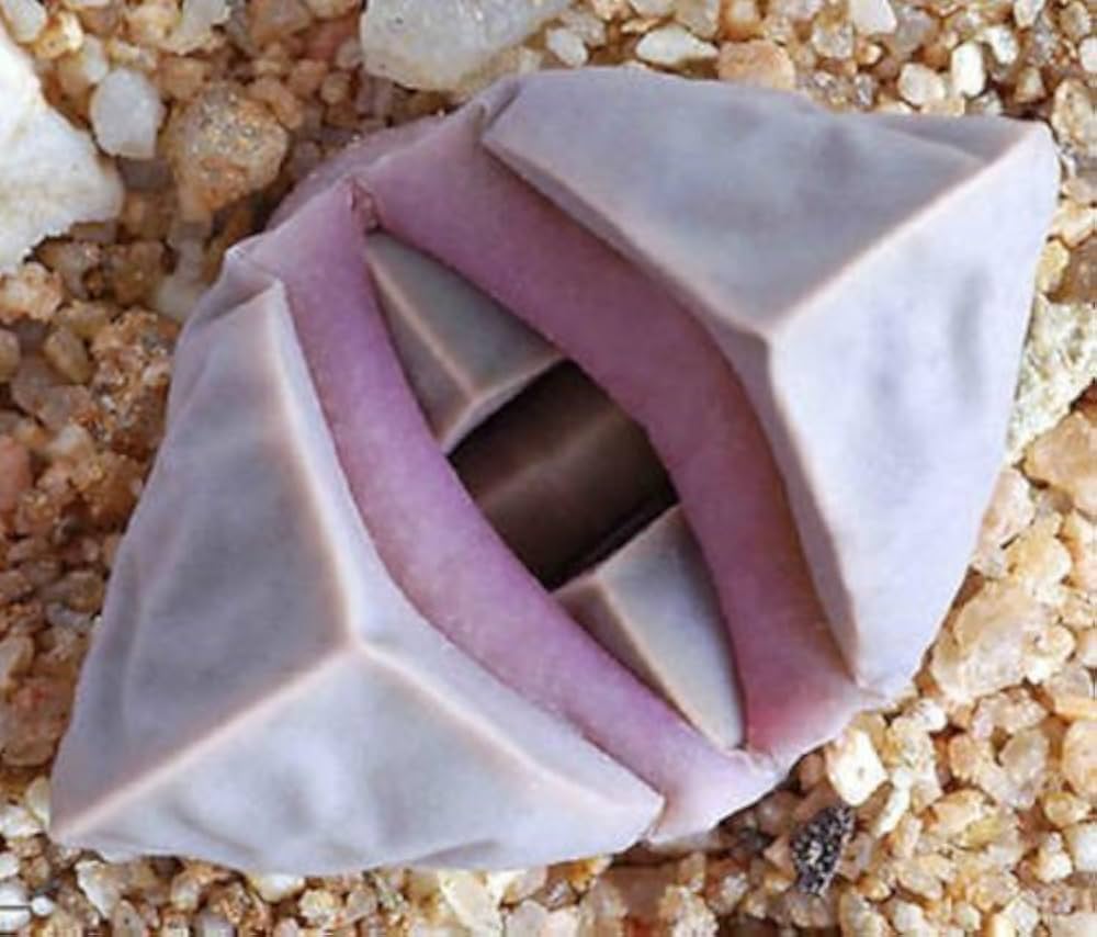 Lapidaria Margaretae Lapidaria margaretae for planting in rock garden