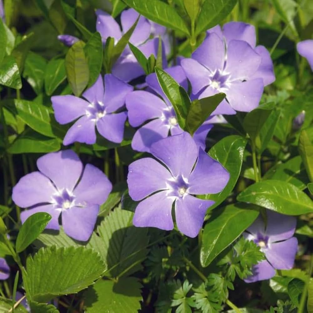 Vinca Sunstorm Purple Periwinkle Annual Flower Seeds