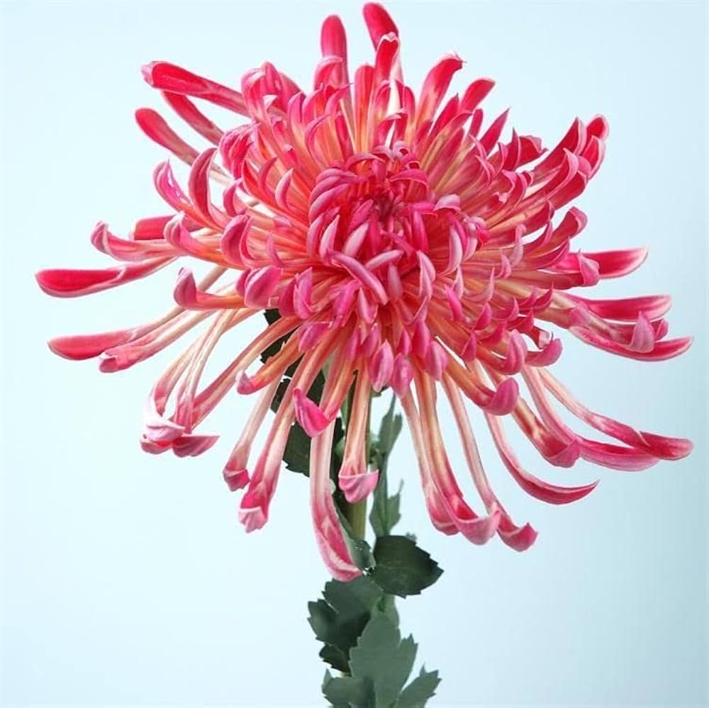 Japan spider Chrysanthemum flower seeds