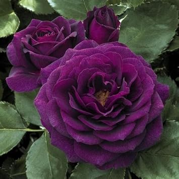 Purple Dragon Rose Flower seeds for Planting - Premium Quality, Heirloom & GMO Free Seeds for Home Garden
 
 Sale seeds for planting in home garden
