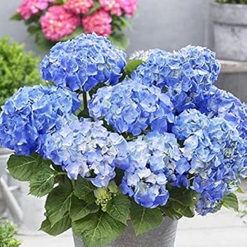 Sky Blue Hydrangea Seeds For Vibrant Flower Planting