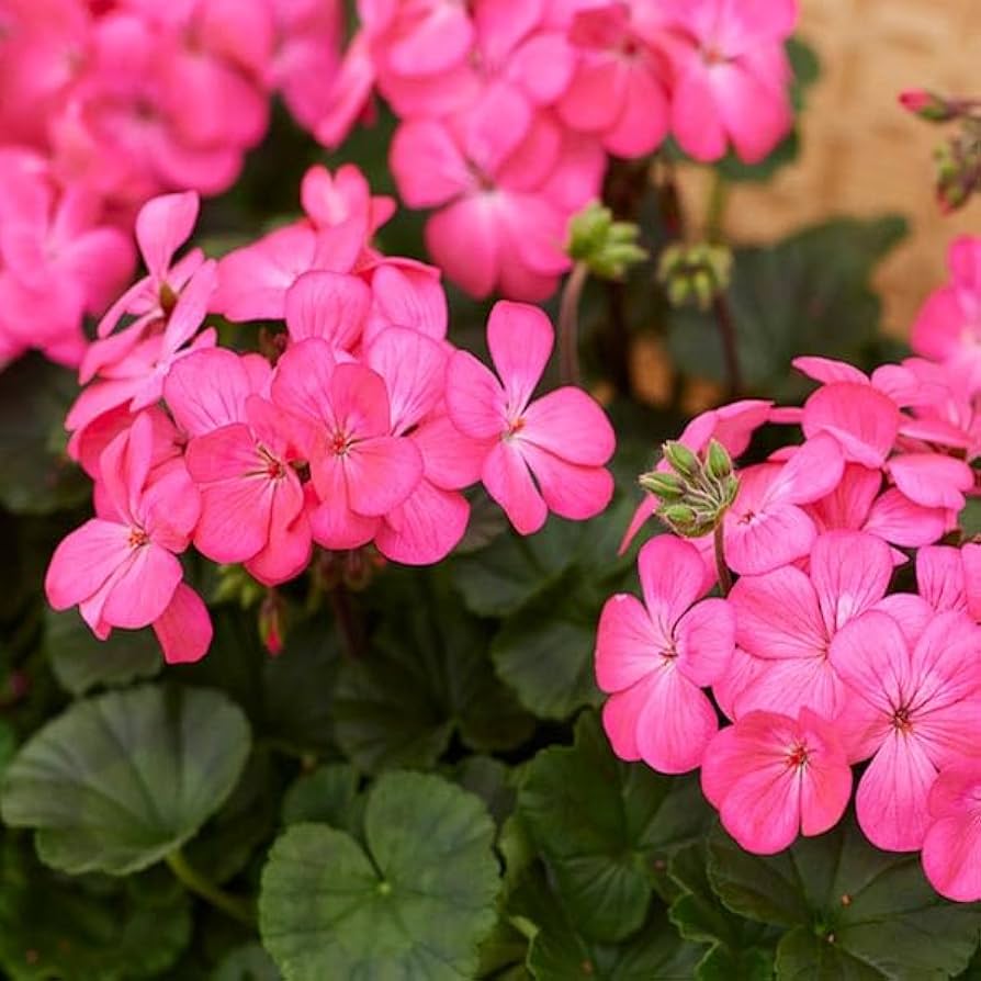 Vibrant Geranium Seeds For Planting: Perennial Pelargonium Peltatum Soothing Gardens Flower