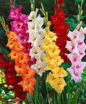 Mixed Gladiolus Flower seeds for Planting - Sun Loving, Heirloom & GMO Free Seeds for Home Garden
 
 Sale for planting in home garden.