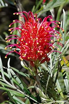 Burgundy Grevillea Robusta Seeds For Planting Flower