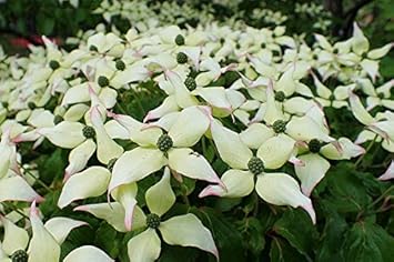 Green Pelargonium Flower Seeds for Planting Easy to Grow Heirloom & GMO Free Seeds for Home Garden
 
 Sale for planting in home garden