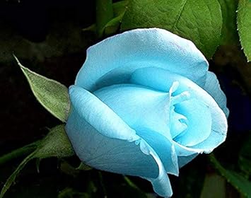 Dark Yellow Bougainvillea Flower Seeds for Planting – Drought Tolerant Heirloom & NonGMO Seeds for Home Garden
 
 Sale for planting in home garden