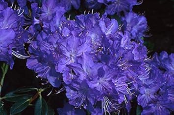 Rhododendron Violet Flowering Seeds For Planting Flower