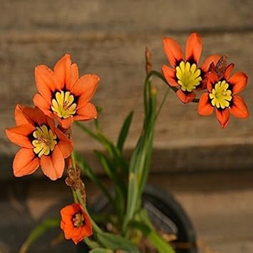 Blue Red Sparaxis Flower seeds for Planting - Premium Quality, Heirloom & GMO Free Seeds for Home Garden
 
 Sale seeds for home garden
