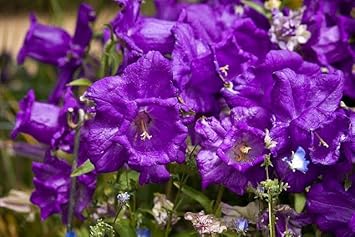 Black Poinsettia for Planting Hardy Variety Heirloom & GMO Free Seeds for Home Garden
 
 Sale for planting in home garden