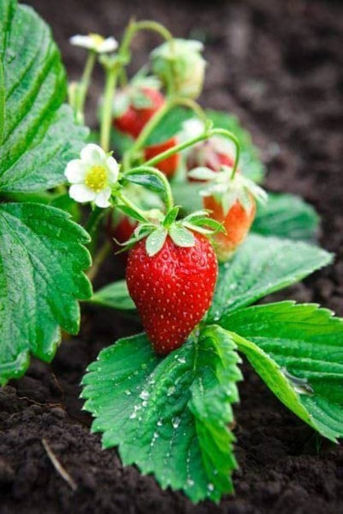 Mini Strawberry seeds for sweet strawberries