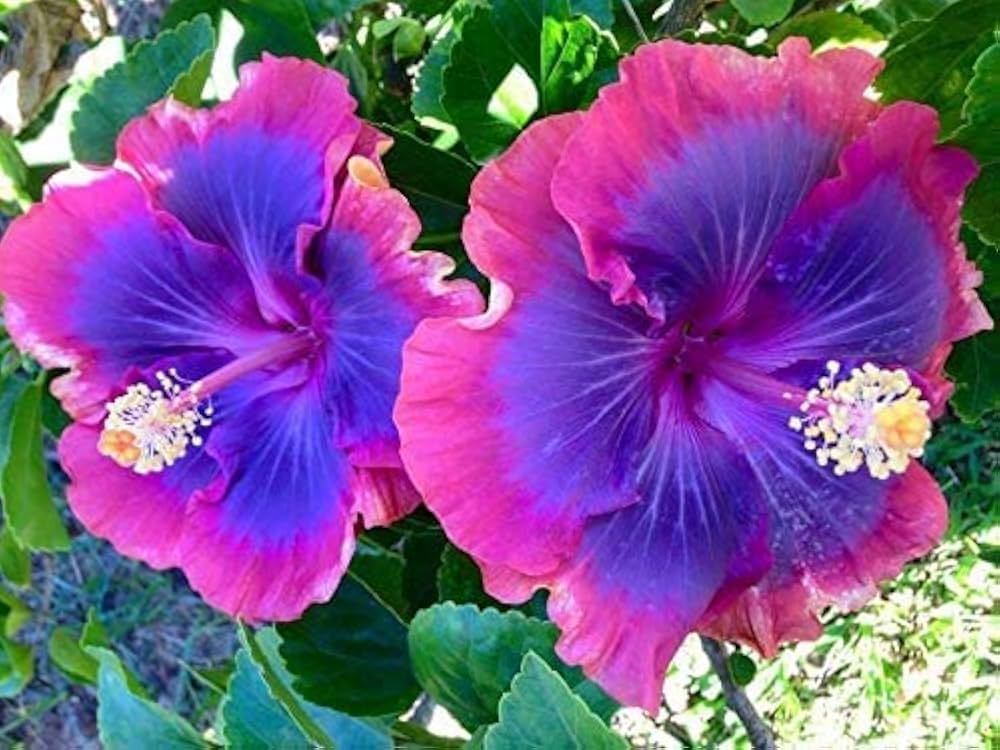 Pink Blue Hibiscus Flower seeds for Planting - Hardy Variety, Heirloom & GMO Free Seeds for Home Garden
 
 Sale for planting in home garden.