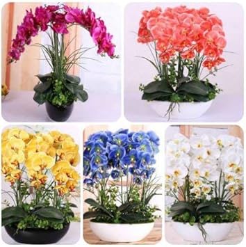 Mixed Phalaenopsis Orchid Flower seeds for Planting - Colorful Display, Heirloom & GMO Free Seeds for Home Garden
 
 Sale for planting in home garden.