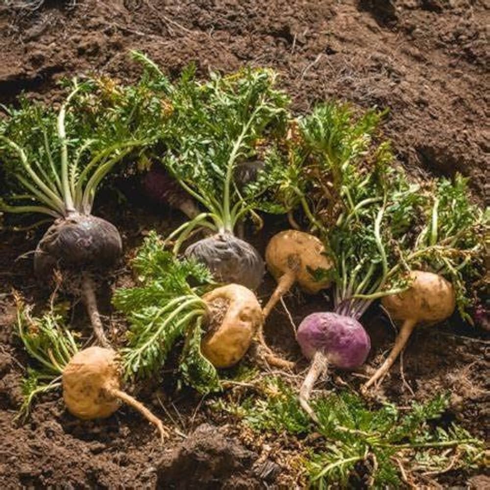Maca Root Lepidium meyenii for planting in herbal garden