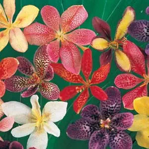 Candy Lily Hesperaloe parviflora for planting in garden