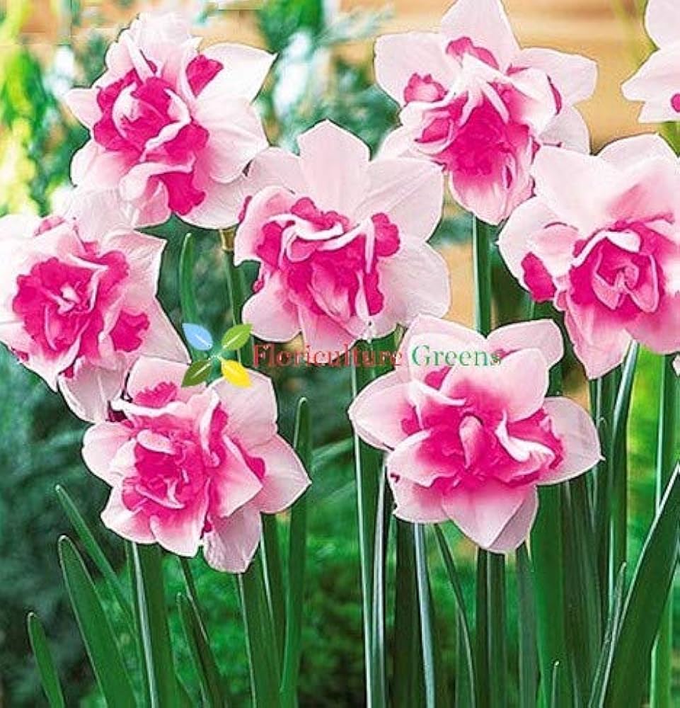 Vibrant Daffodil Flower Seeds For Planting: Pink & White Stunning Garden Displays