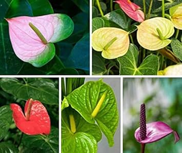 Yellow Sunblaze Miniature Rose for Planting NonGMO Heirloom Garden Seeds Long Bloom Season 
 
 Sale for planting in home garden