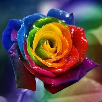 White Hoya Flower Seeds – Drought Tolerant Heirloom & NonGMO for Home Garden
 
 Sale for planting in home garden