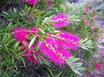 Pink Callistemon Violaceus Flower seeds for Planting - Garden Favorite, Heirloom & GMO Free Seeds for Home Garden
 
 Sale for planting in home garden.