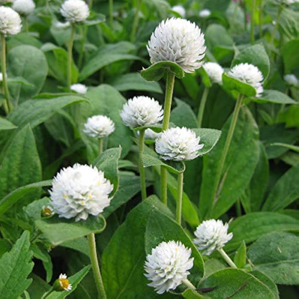Gomphrena Higro White seeds for fresh or dried white flowers