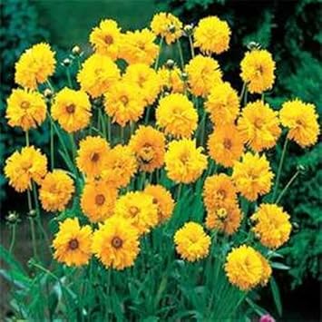 Yellow Coreopsis Flower seeds for Planting - Wildflower Mix, Heirloom & GMO Free Seeds for Home Garden
 
 Sale for planting in home garden.